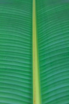 Green banana leaves texture for background