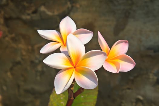 Frangipani (Plumeria) blossoms on  tree