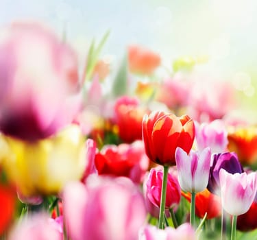 colorful blooming tulips,lower saxony