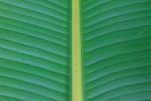 Green banana leaves texture for background