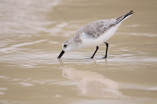 Photographed in Santa Cruz - Galapagos