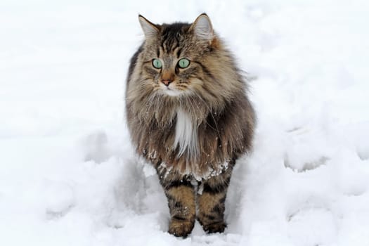 A pretty Norwegian forest cat in the snow