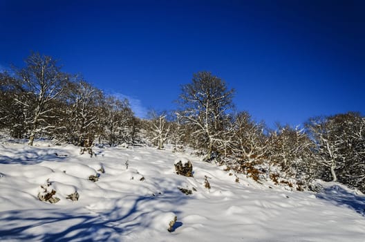 Beautiful winter picture in the forest.