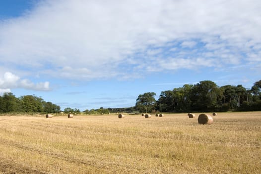Hay bales drying in the late summer sun, Northumberland
