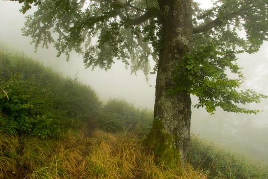 path near a tree in the fog