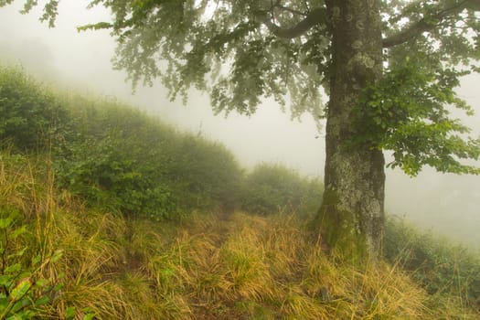 path near a tree in the fog