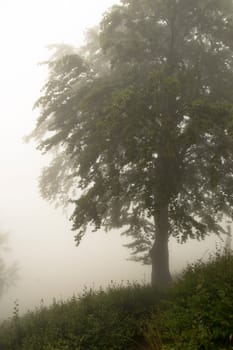 path near a tree in the fog