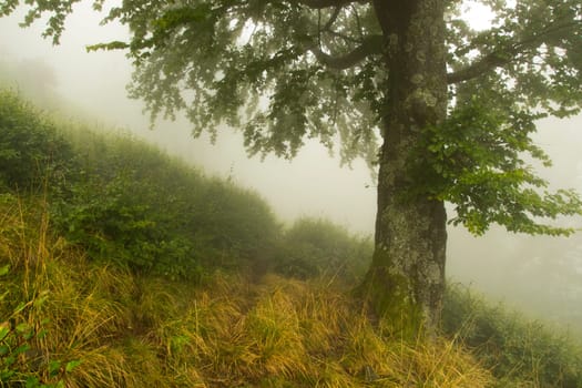 path near a tree in the fog