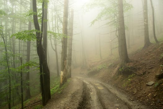 path near a tree in the fog