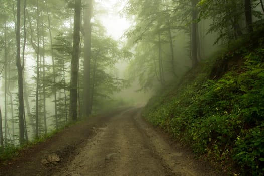 path near a tree in the fog