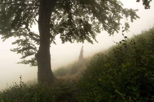 path near a tree in the fog