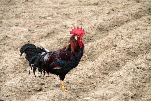 Black Rooster