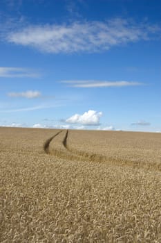 Tractor tracks through a crop of wheat with a cloudscape