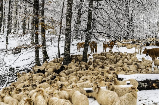 Strange herd in to the forest of Navarra with sheep and cows.
