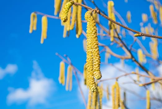 Hazelnut flowering