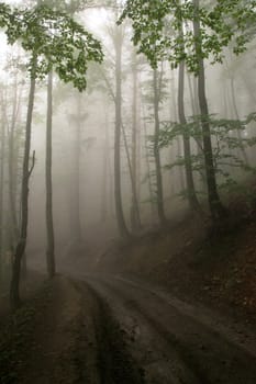 path near a tree in the fog