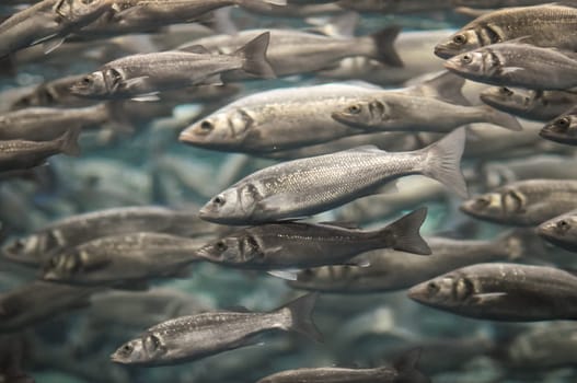 Underwater School of Silver Gray Fish in Aquarium