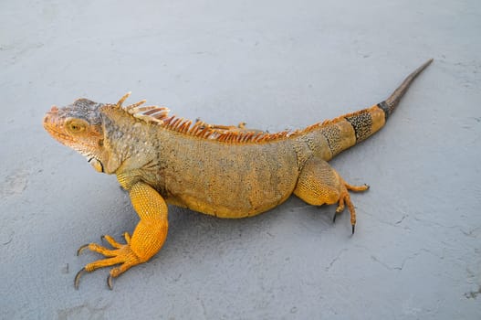 Colored Young Male Iguana Lizard on a Gray Surface