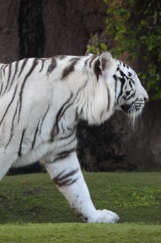 Rare Black and White Striped Adult Tiger