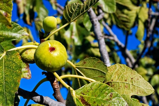 Ripe fig on a tree