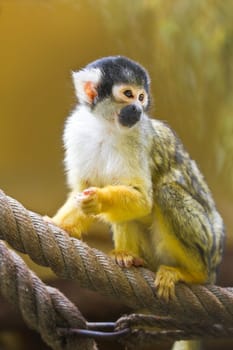Squirrel- or Skull monkey sitting on rope