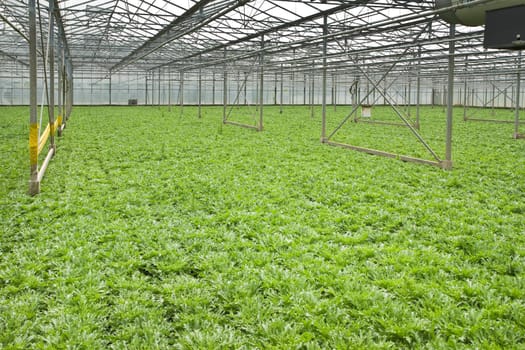 Monoculture of Andive plants growing in glasshouse in summer - horizontal