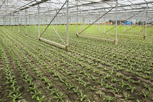Overview new planting of young Andive plants in glasshouse in summer - horizontal