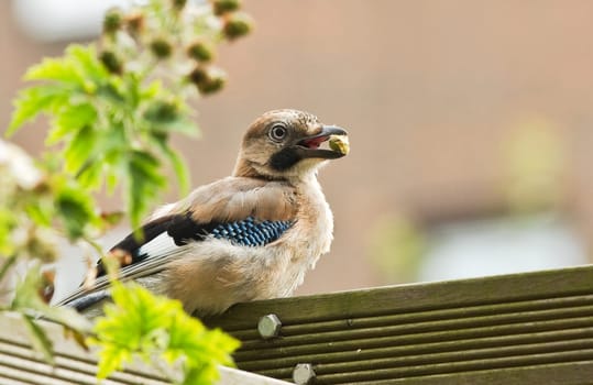 Young Eurasian Jay or Garrulus glandarius feeding in garden eating rose-hip