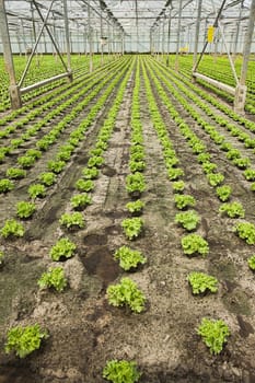 Overview new planting of young Salad plants in glasshouse in summer - vertical