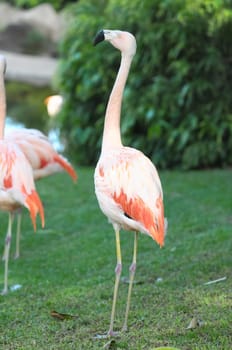Pink Adult Flamingo on a Grass Ground