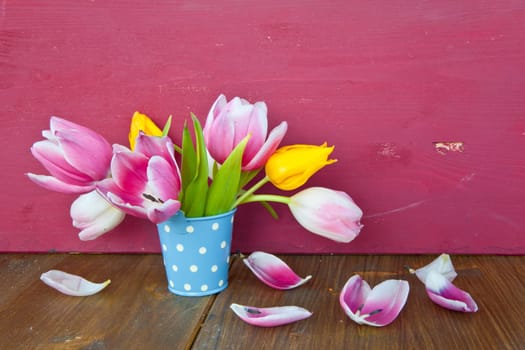 Colorful tulips in a small blue bucket against a red background