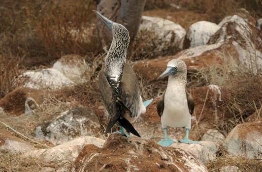 Courtship dance