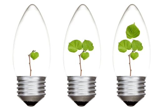 Light bulbs with green plants inside. Isolated on white background