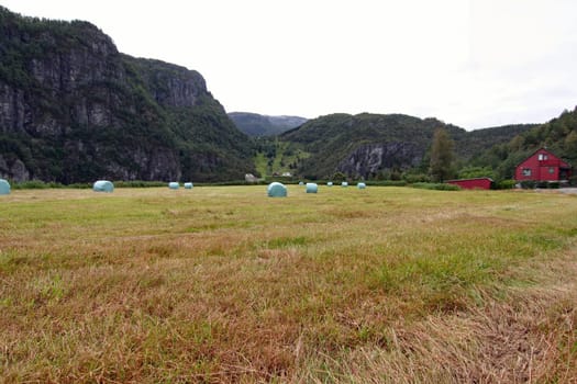 Norway hay harvest
