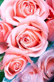 Close up on pink roses covered with dew