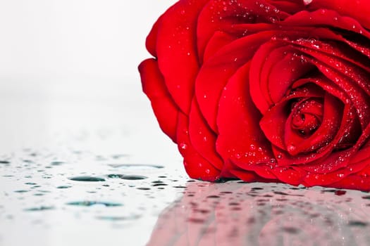 Red rose covered with dew