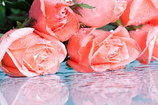 Close up on pink roses covered with dew