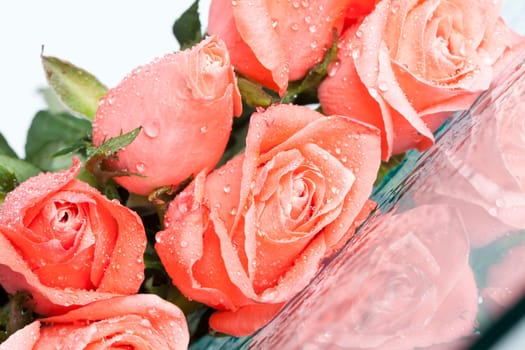 Close up on pink roses covered with dew
