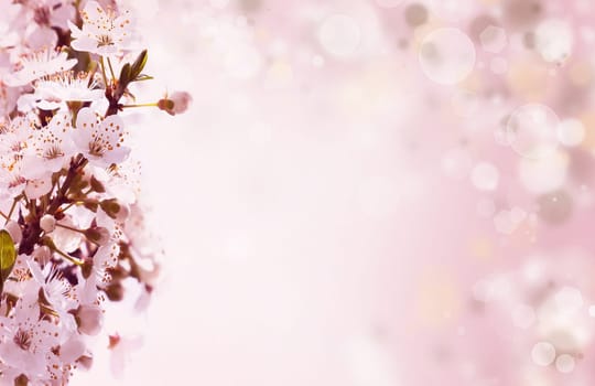 Spring flowers on pink background with colorful lights