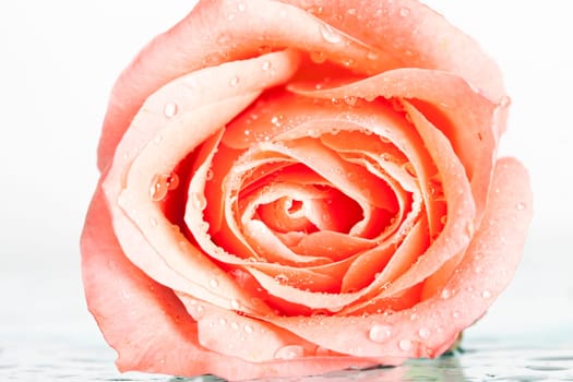 Close up on a pink rose covered with dew