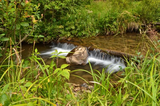 River flows in the forest