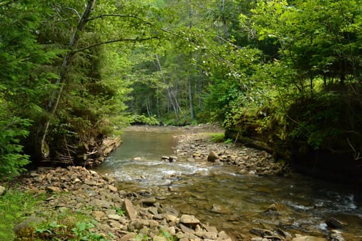 River flows in the forest