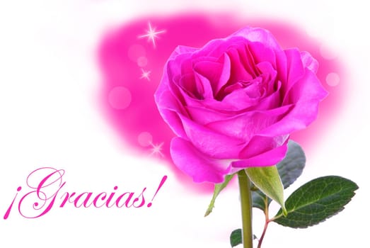 A Pink Rose as Background with the Spanish Word Gracias which means Thanks