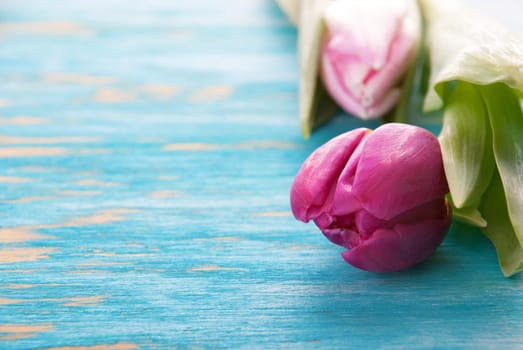 Rosa Tulip on Turquiose Background with Copy Space