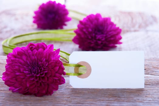 Blank Label with Copy Space and Purple Flowers and Green Ribbon as Background