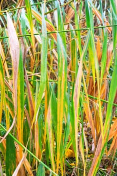 Curtain of leaves of reeds