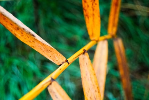 Sureal abstract reed