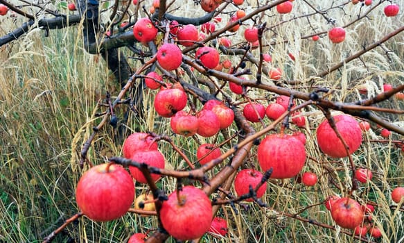 Red apples on the tree