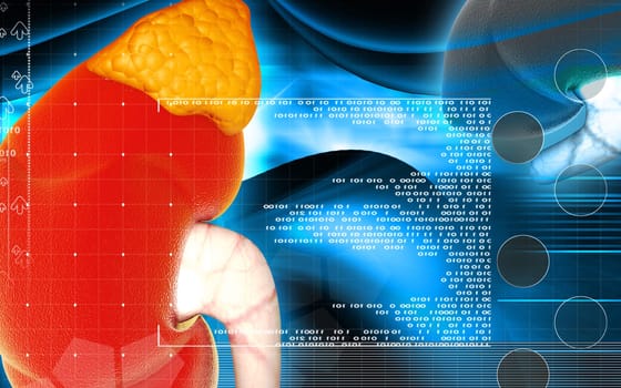 Digital illustration of kidney in colour background