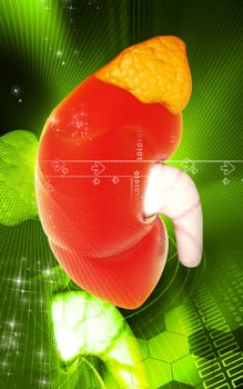 Digital illustration of kidney in colour background